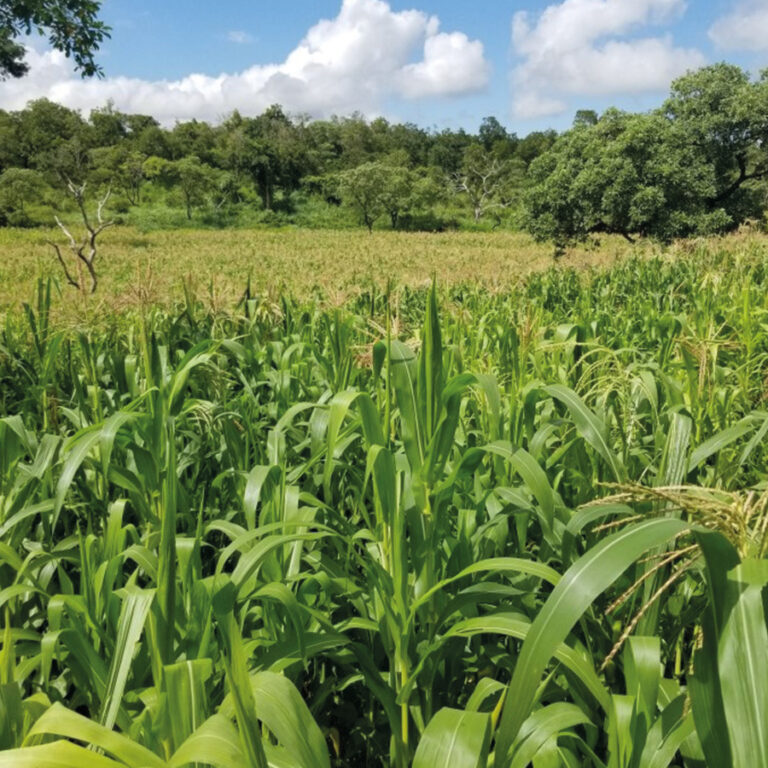 landwirtschaft